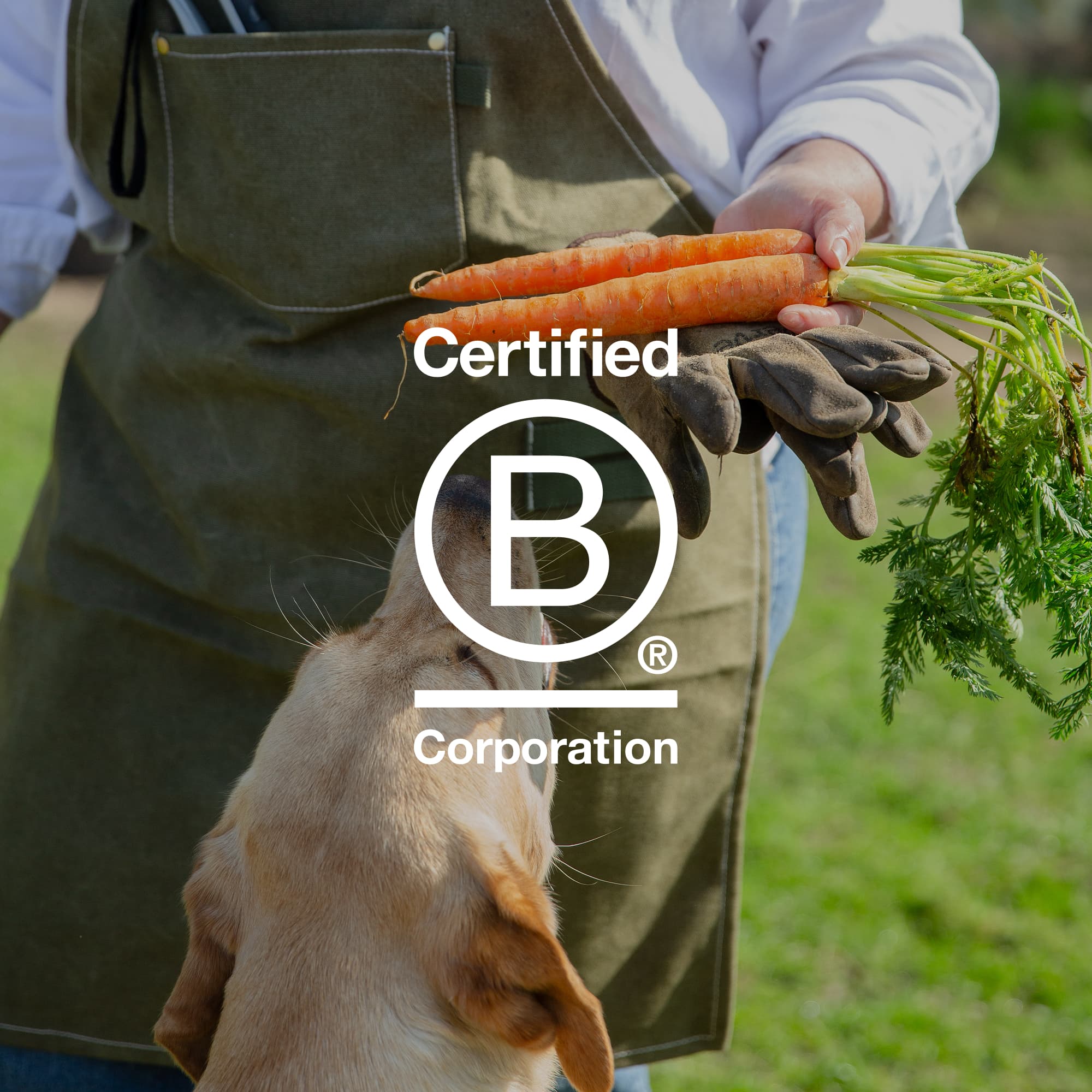 Certified B Corp - Our impact